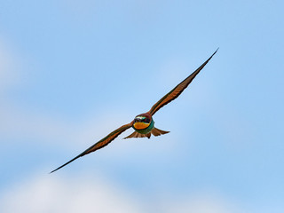 European bee-eater in flight near the town of X&agrave;tiva, Valencia, Spain
