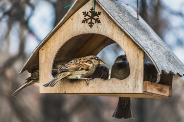 A group of gray and brown sparrows is in an old yellow bird and squirrel feeder house from plywood in the park in autumn