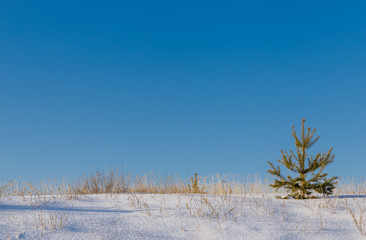 Dry yellow grass through the snow and a small pine against the blue sky.
