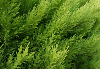 Macro of evergreen tree branch. Thuja occidentalis is a tree in the cypress family Cupressaceae