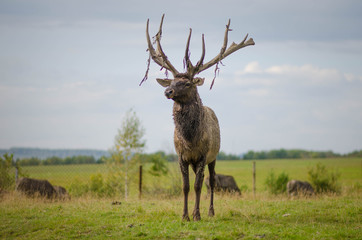 Deer in the meadow