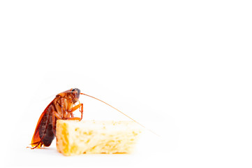 germs spread, Brown Cockroach eating a Piece of Bread.