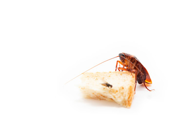 germs spread, Brown Cockroach eating a Piece of Bread.