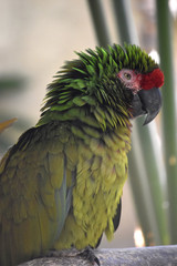 Puffy feathered amazon parrot with stunning colors