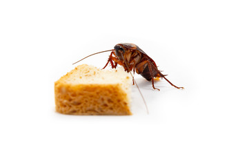 germs spread, Brown Cockroach eating a Piece of Bread.