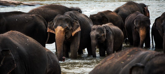 Group of Elephants