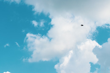 blue sky with cloud bird fly in Sri lanka