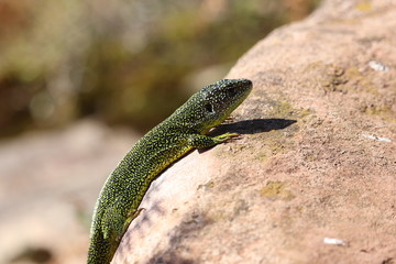 Lézard vert occidental