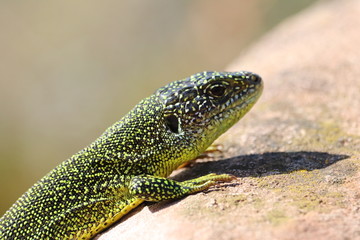 Lézard vert occidental