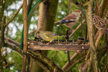 Close up of green finch eating seeds in a feeder