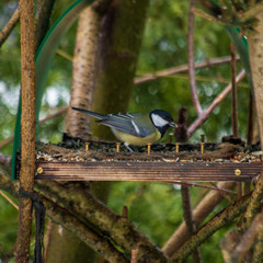 Closeup of Great Tit (parus major) with a seed in its beak.