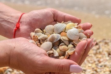Many sea shells are  in women's palms. A handful of seashells are in women's palms. Beach vacation concept.