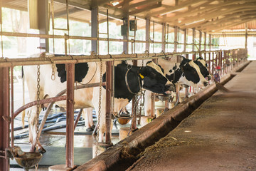 Cows on Farm. Black and white cows eating hay in the stable. Agriculture industry, farming and animal husbandry concept.