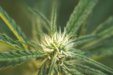 Close up of cannabis flower