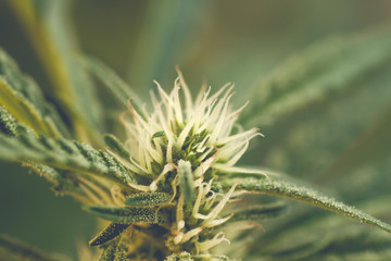 Detail of cannabis plant flowerhead in bloom