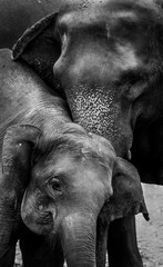 Elephant and his mother