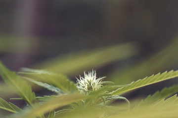 Cannabis plant flowering