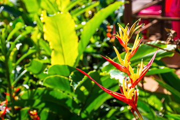 Red Strelitzia reginae Ait Background green leaves in garden.