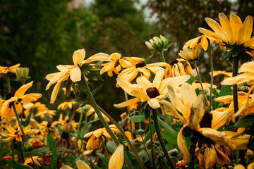 Yellow Flower Field
