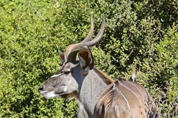 Kudu male portrait next to indigenous vegetation