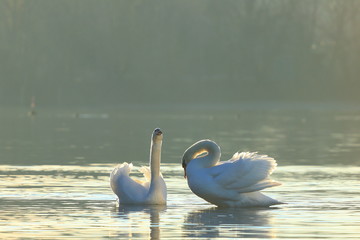 Swans on lake in morning light © Simun Ascic