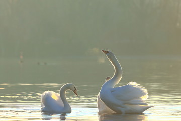 Swans on lake in morning light © Simun Ascic