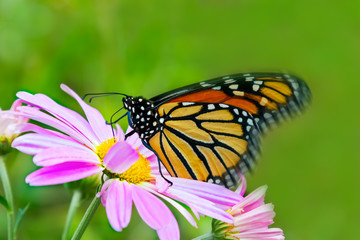 Colorful Monarch Butterfly on pink cosmos flower