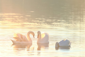 Swans on lake in morning light © Simun Ascic