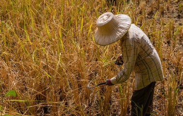 Farmer use hook sickle harvesting to jasmine rice plant in agriculture season.