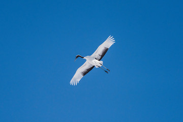 Red crowned crane flying on blue sky.