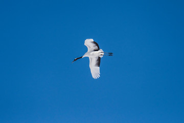 Red crowned crane flying on blue sky.