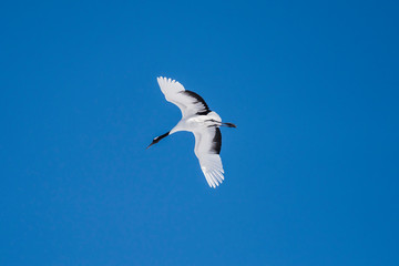 Red crowned crane flying on blue sky.