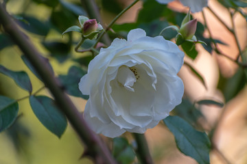 Rosa bianca in primo piano