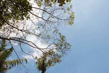 green leaf and sky