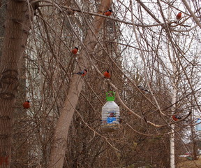 bullfinches on the tree