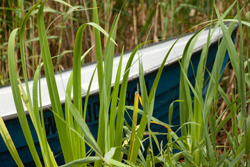 niebieska łódż pośród trawy