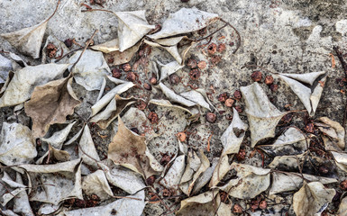 Dry leaf on floor Background