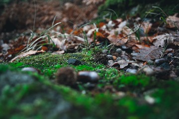 green moss on a tree