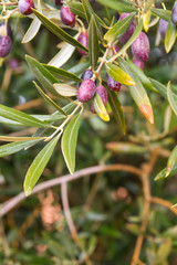 Picual olives growing in olive tree