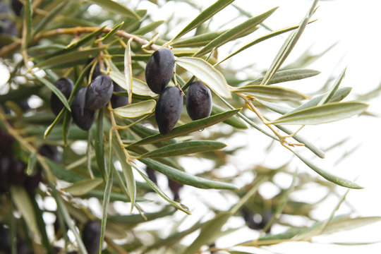 Black picual olives growing