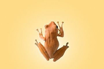 Top view of asian frog isolate on light brown background