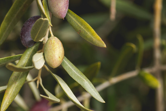 Detail of green picual olive growing in the tree