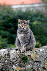 Gato salvaje en el parque