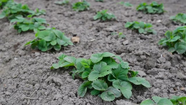 Last year's strawberry bushes on a loosened, weed bed on the farm. Real time, spring, Fera, open ground seedbed, afternoon, high angle, no beries
