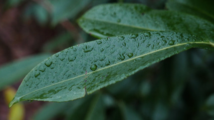 Raindrops on a green leaf.