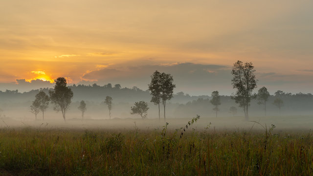 Beautiful morning mist hangs low over a grassland and trees with beautiful sunlight © phichak