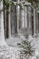 Blick in den tief verschneiten Wald bei Schneefall