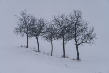 Fototapeta na wymiar markante Baumgruppe in Winterlandschaft