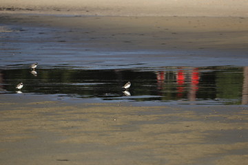 Gravelot à collier ,Oiseaux ,Bassin d'arcachon