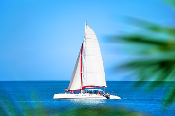 Naklejka premium Catamaran with white sail in blue sea, palm branches background, people relax on boat, summer vacation sea trip on ship, holiday cruise to exotic tropical islands, yacht regatta sailing